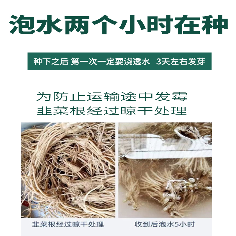 韭菜根苗现挖宽叶紫根韭菜苗紫红根四季阳台盆栽种菜籽绿色蔬菜苗-图2