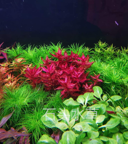 红蝴蝶水草精品阳性草水下叶水草淡水植物荷兰景迷你红蝴蝶青蝴蝶 - 图0