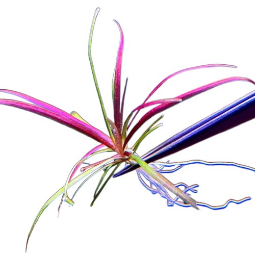 红针叶皇冠宽叶针叶皇冠稀有水草前景红草ada水草造景迷你小水兰 - 图3