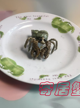 精品棕编寄居蟹很漂亮适合小