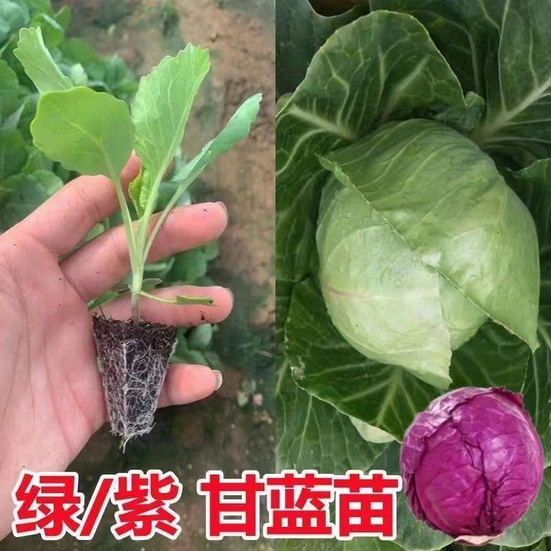 【寿光直发】花菜苗有机花菜秧苗西兰花苗牛心苗芹菜苗耐寒叶菜苗,淘宝优惠券,粉丝福利购,淘宝优惠卷