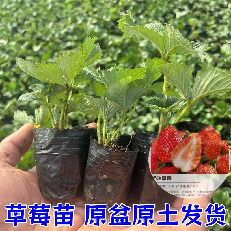 草莓苗四季盆栽食用奶油隋珠红颜白雪穴盘苗果苗南北阳台种植好养,淘宝优惠券,粉丝福利购,淘宝优惠卷