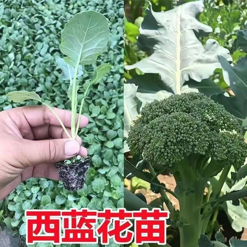 【寿光直发】花菜苗有机花菜秧苗西兰花苗牛心苗芹菜苗耐寒叶菜苗,淘宝优惠券,粉丝福利购,淘宝优惠卷