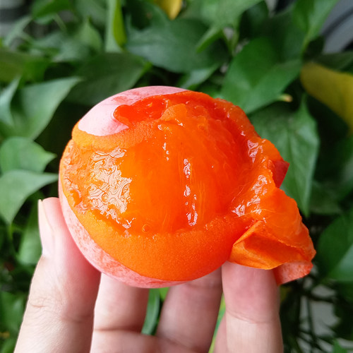 陕西临潼柿子树果苗盆栽地栽南北方种植庭院果树火晶柿火罐柿树苗 - 图2