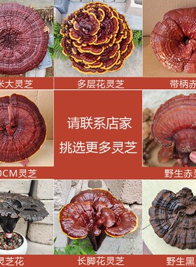 赤灵芝观景盆栽装饰风水摆件