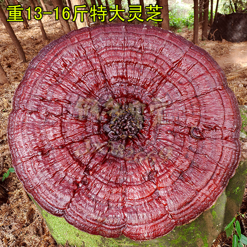 90cm-1米半野生赤灵芝特大灵芝摆件观赏盆景巨型超大红灵芝干整枝 - 图0