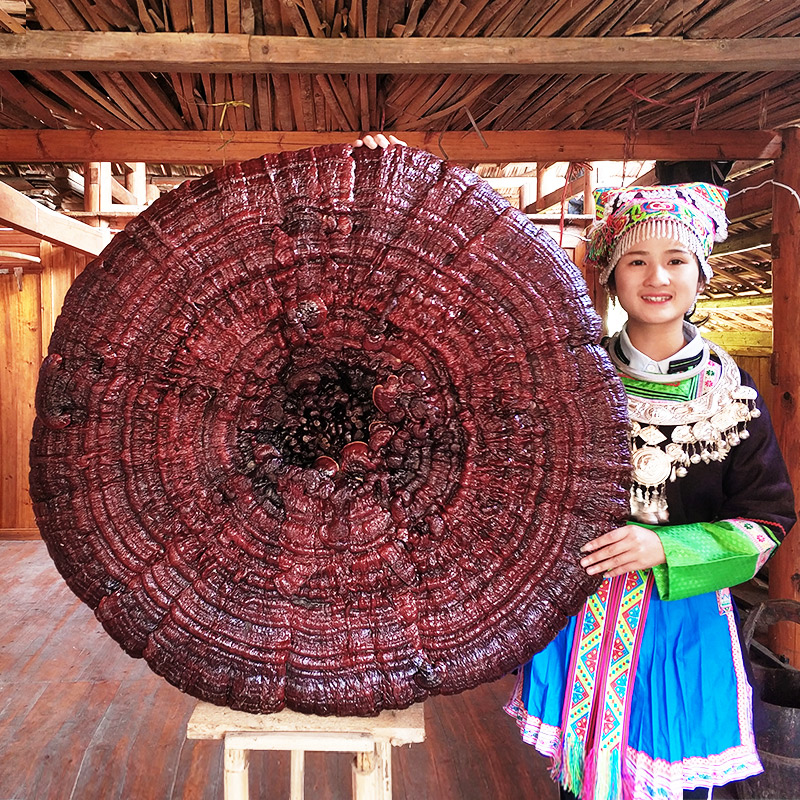 90cm-1米半野生赤灵芝特大灵芝摆件观赏盆景巨型超大红灵芝干整枝 - 图1