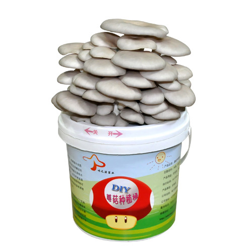 DIY种植桶食用菌盆栽菌包种蘑菇包邮平菇家庭阳台蘑菇种植菌种 - 图0