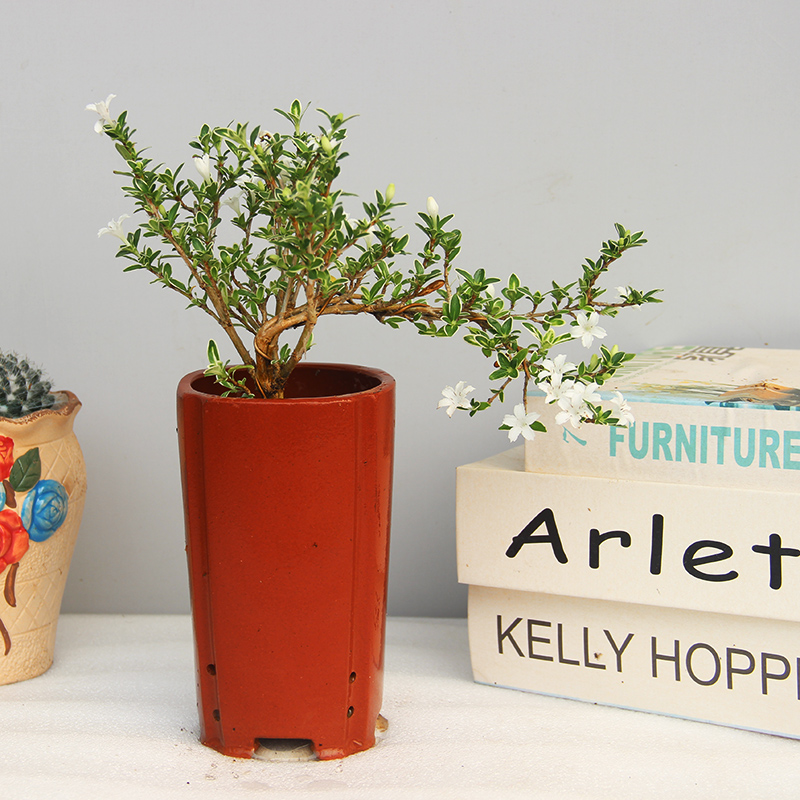 造型盆景盆栽室内办公室植物客厅桌面木本老桩耐旱好养盆栽植物花 - 图3