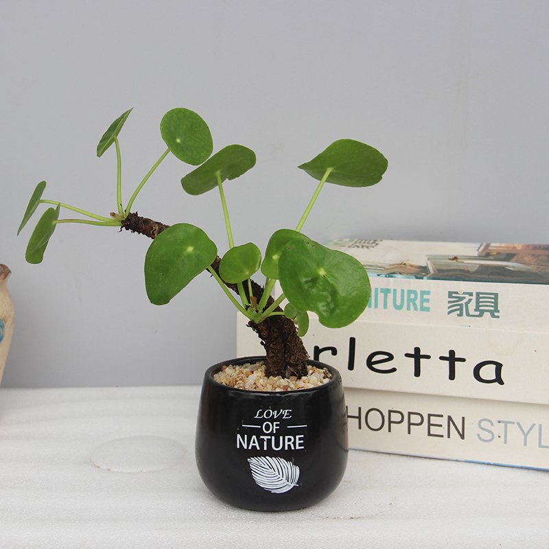 造型盆景盆栽室内办公室植物客厅桌面木本老桩耐旱好养盆栽植物花 - 图0