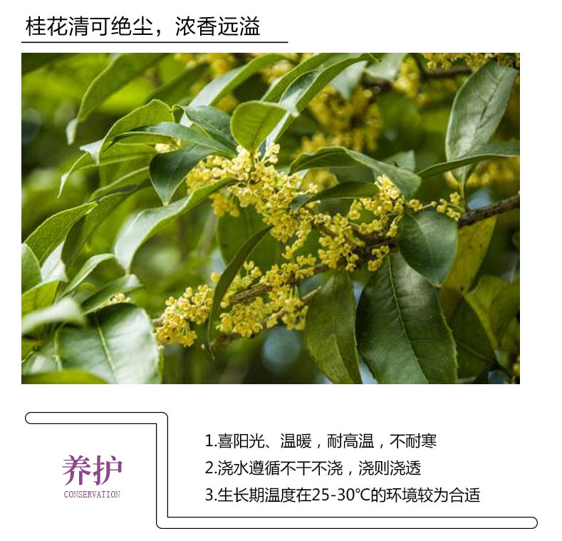 桂花盆栽芳香植物花卉四季木本好看好养带香味安眠阳台客厅室内 - 图1