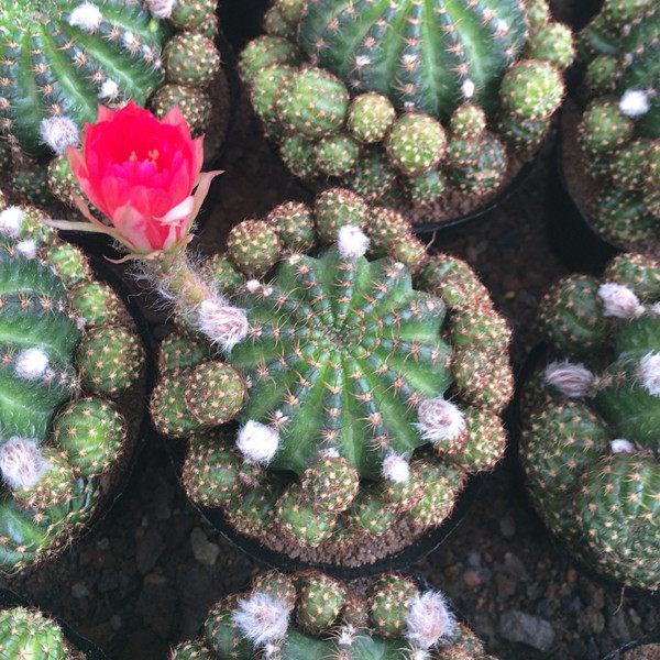 仙人球多头黄仙玉锦光哄多肉植物嫁接落地群生有根美观防辐射盆栽