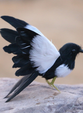 濮艺仿真小鸟展翅蜂鸟假鸟真羽毛黄鹂工艺品道具喜鹊装饰摆件