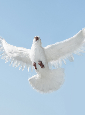 【仿真鸽子】摆件白鸽婚庆道具和平鸽模型真羽毛可悬挂仿真鸟标本