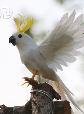 金刚鹦鹉标本活体羽毛园林摆件