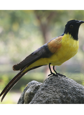 新品仿真翠鸟蓝冠噪鹛蜂鸟假鸟