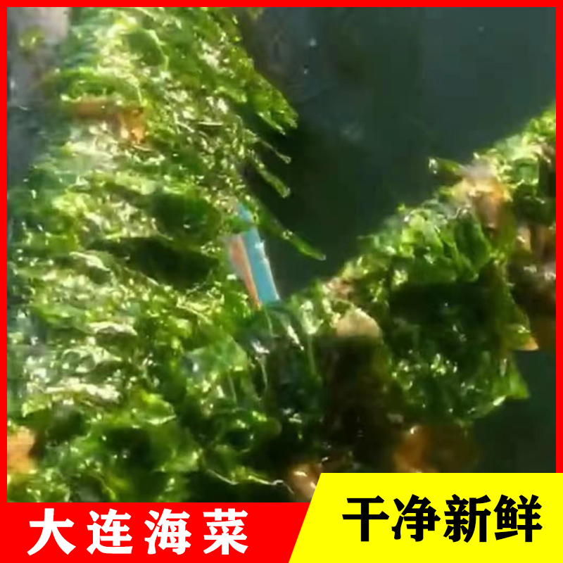 大连新鲜海菜包子馅海清菜海绿菜包子菜 4斤包邮现货-图0