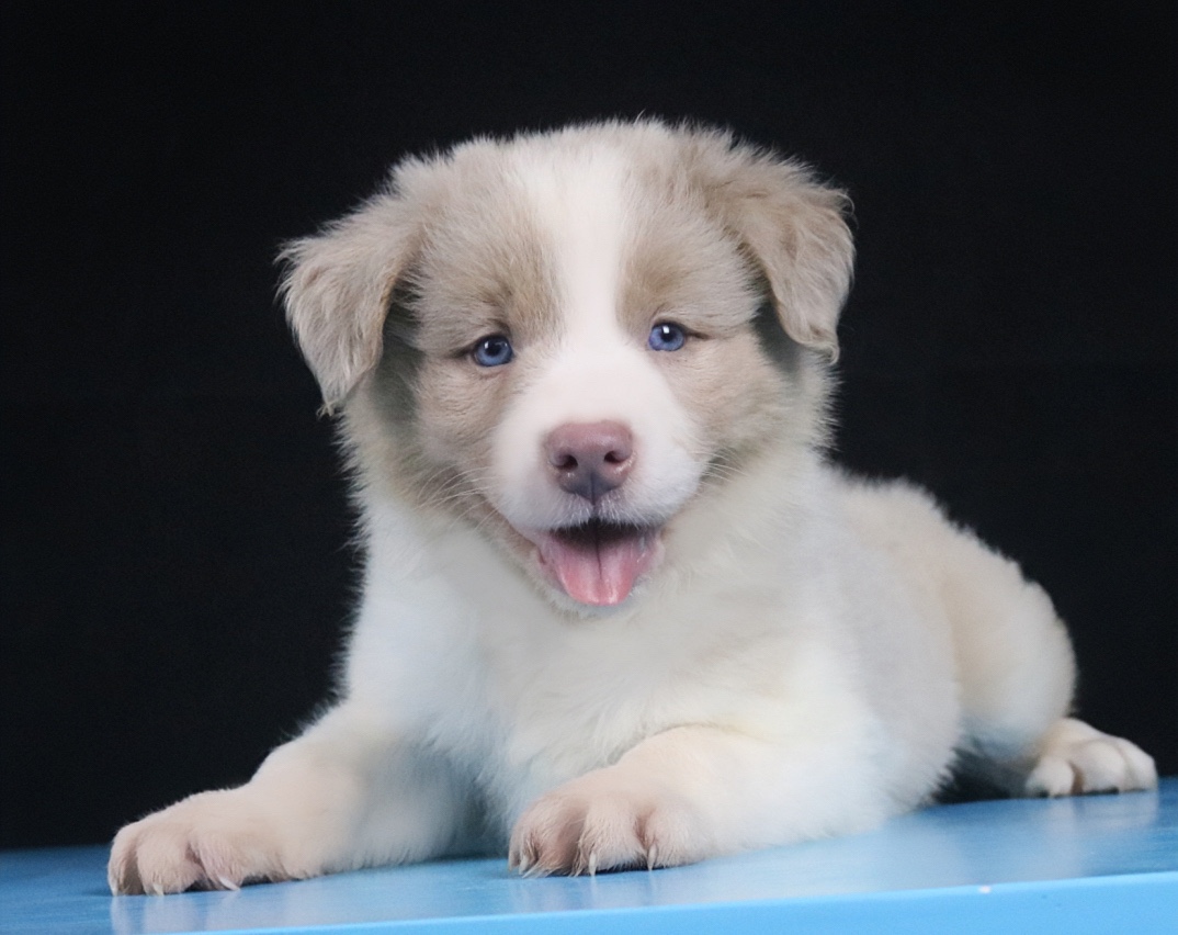 边牧幼犬纯种活体三色丁香边牧宠物狗宁波CKU双血统边境牧羊犬 - 图0