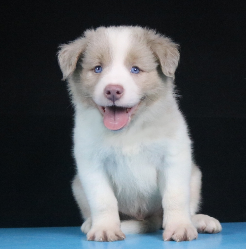 边牧幼犬纯种活体三色丁香边牧宠物狗宁波CKU双血统边境牧羊犬 - 图3