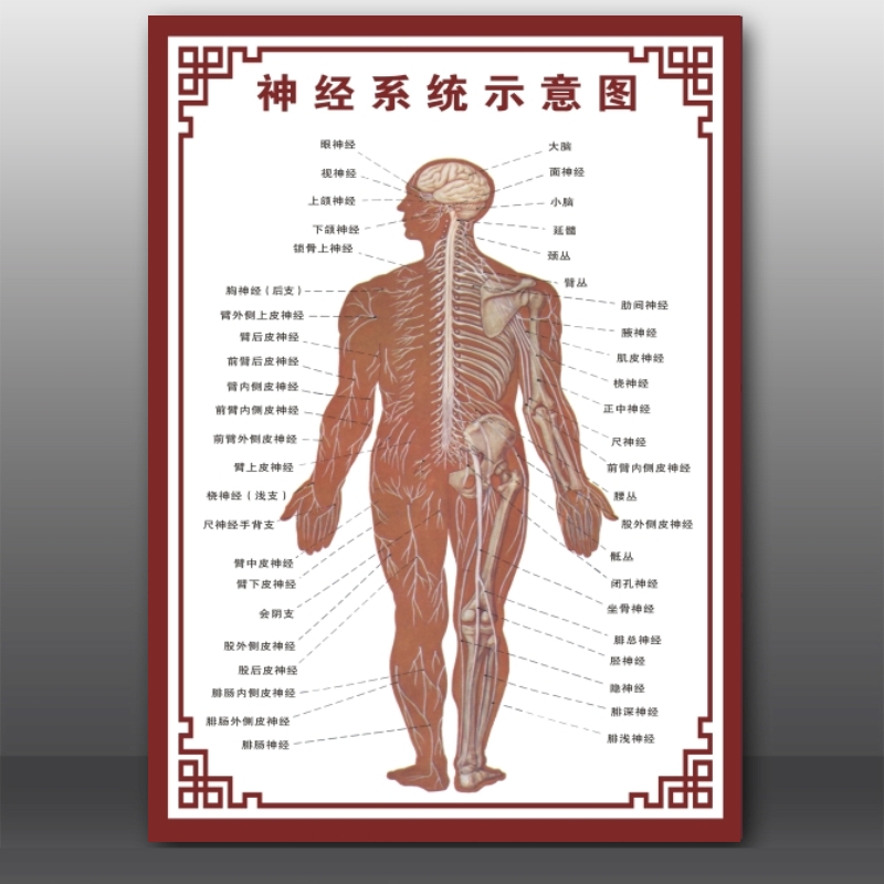 人体结构图穴位医学人体解剖图内脏器官骨骼肌肉构造全身挂图包邮 - 图3