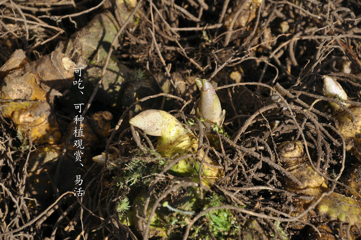 泰宁丹霞崖壁野生黄精 多花黄精 多年生黄精 5斤包邮可种可吃