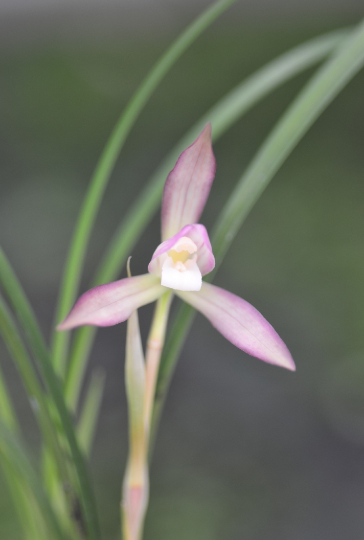 兰花苗春兰色花【秋水芙蓉】硬化一年 浓香室内花卉绿植好养易活 - 图0