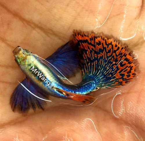 循鱼MrWang泰国进口精品大耳朵马赛克孔雀鱼热带鱼观背观赏鱼银背 - 图0