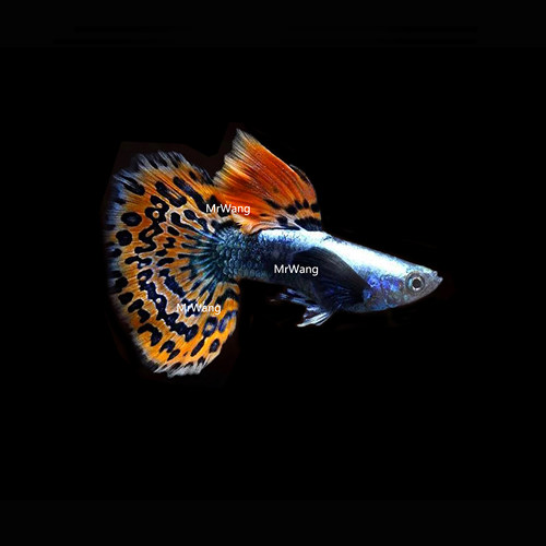 循鱼MrWang泰国进口精品大耳朵马赛克孔雀鱼热带鱼观背观赏鱼银背 - 图1