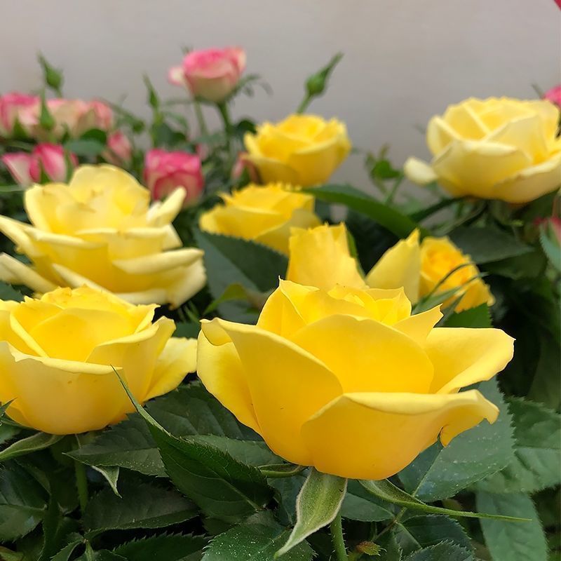 玫瑰花种子四季开花易活花种籽子室内盆栽室外庭院绿植物鲜花种子 - 图1