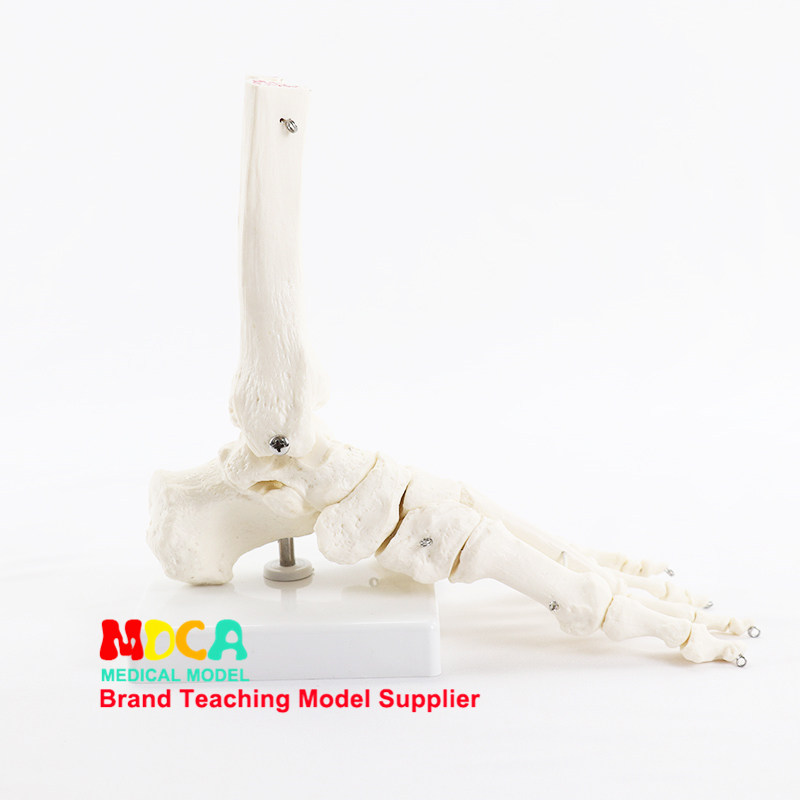 人体手脚骨模型医用动态关节骨骼可活动教具功能展示康复教学用具,淘宝优惠券,粉丝福利购,淘宝优惠卷