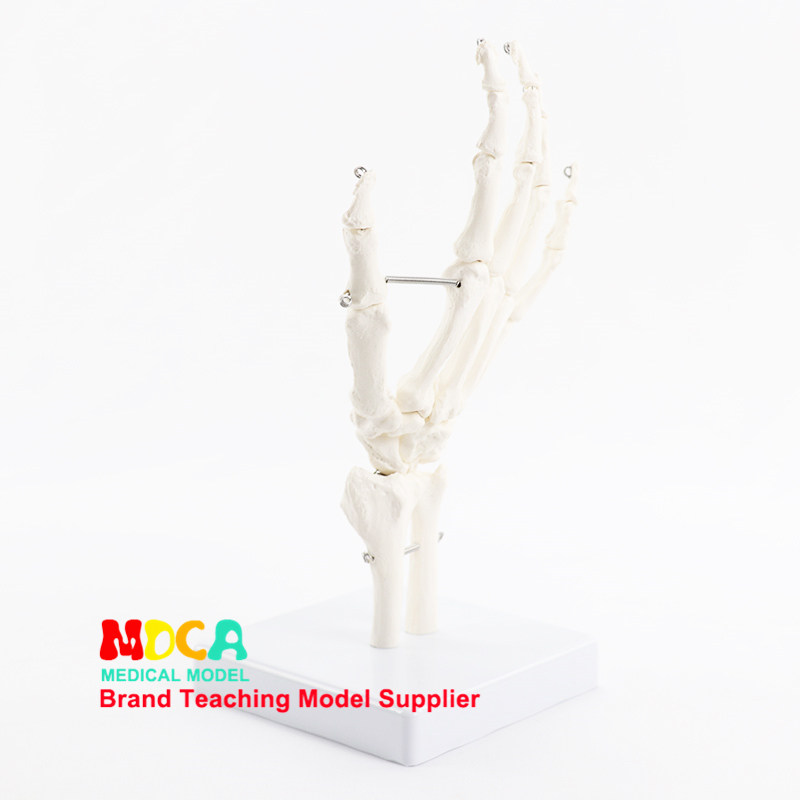人体手脚骨模型医用动态关节骨骼可活动教具功能展示康复教学用具,淘宝优惠券,粉丝福利购,淘宝优惠卷