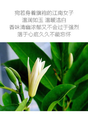 白兰花缅桂花山中四月