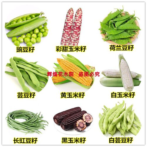 原装绿豌豆种籽豌豆尖大青豆蚕豆毛豆种孑荷兰豆菜豆玉米种子高产 - 图3