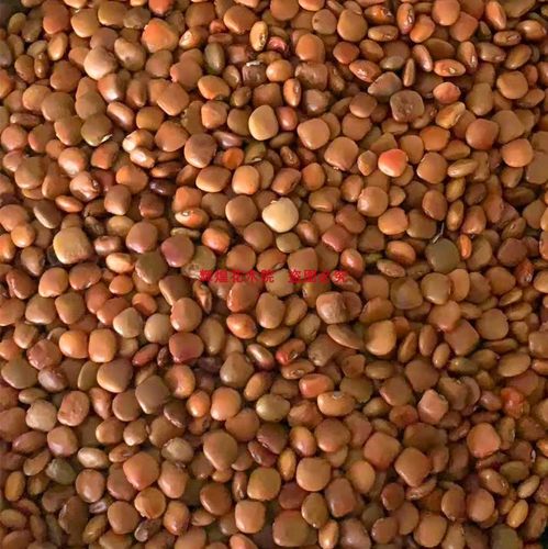 蔬菜种子新采地瓜种子水果地瓜种籽牧马山地瓜苗种孑清凉土瓜高产 - 图0