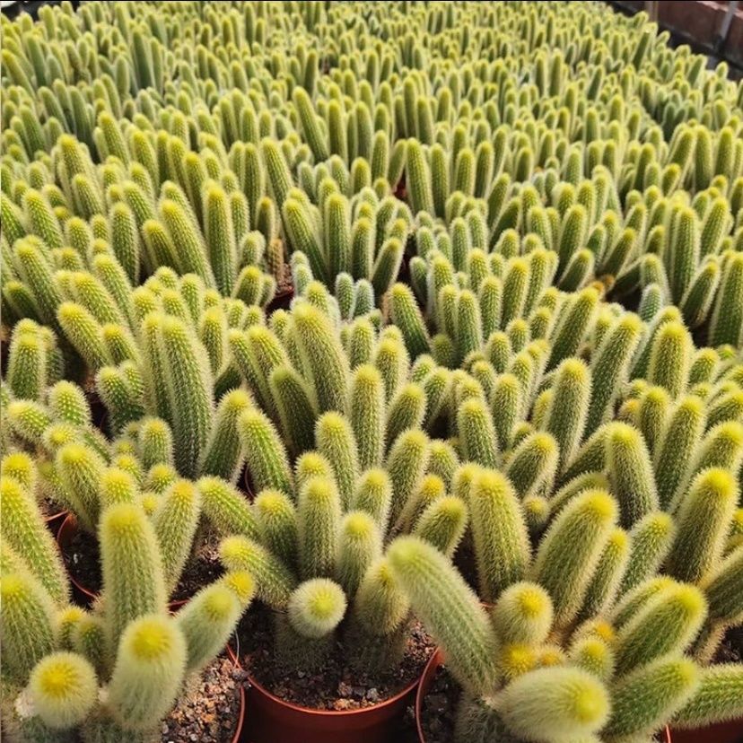 黄金条仙人柱仙人球盆栽开花多肉植物办公室内绿植好养易活防辐射 - 图2