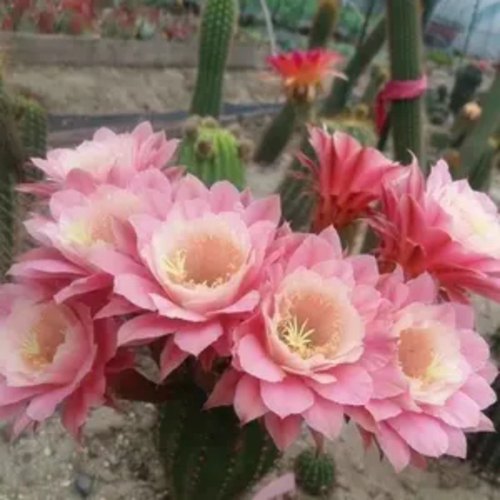 【红星毛花柱】大花品种飞碟仙人球室内绿植好养活多肉植物防辐射 - 图3