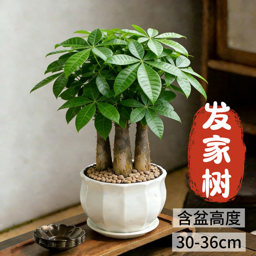 发财树小盆栽室内好养乔迁新居送礼办公室桌面绿植招财净化空气 - 图1