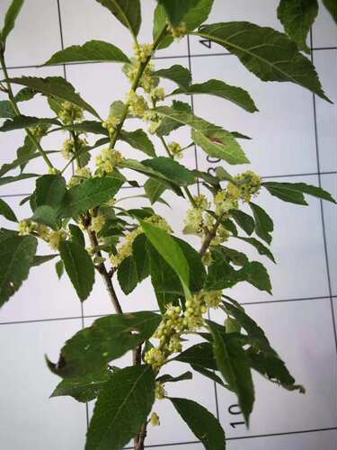 北美冬青公树授粉雄株盆栽绿植庭院树苗耐寒易成活阳台办公桌 - 图0