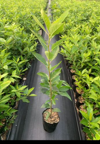 北美冬青公树授粉雄株盆栽绿植庭院树苗耐寒易成活阳台办公桌 - 图2