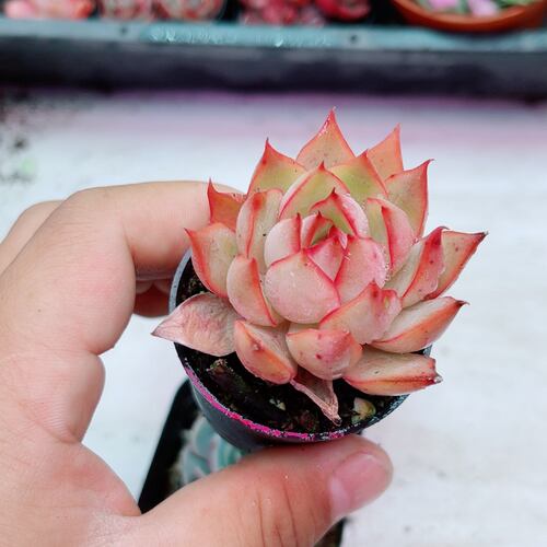 带盆黄金草满9.9元包邮多肉植物 - 图2