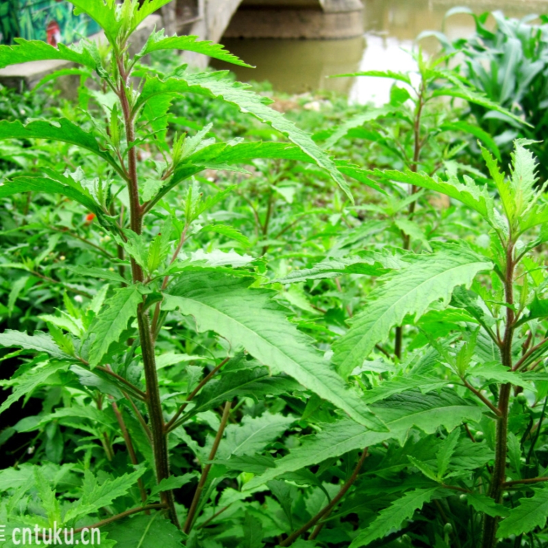 土荆芥用途见百科草本植物春夏种植中药材家庭美观盆栽草药苗-图1