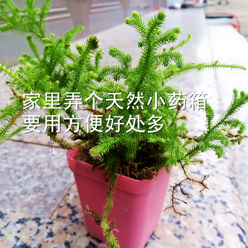 伸筋草 石松华中石松小盆栽观赏工业农业饲料绿植盆景中草药苗 - 图2