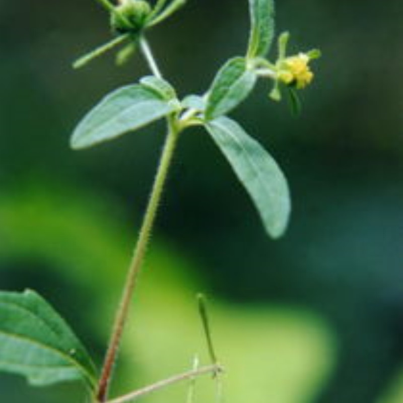 豨莶草 肥猪草 肥猪菜 粘苍子粘金强子珠草棉苍狼黄花仔 中草药苗