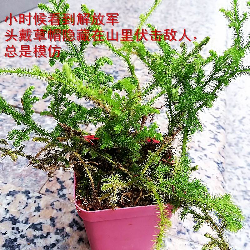 伸筋草 石松华中石松小盆栽观赏工业农业饲料绿植盆景中草药苗 - 图0