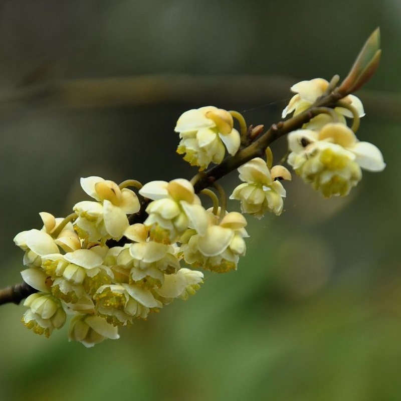 山苍子山鸡椒山香椒苗树油清木香子油木姜子草药材小植物山姜子苗-图2