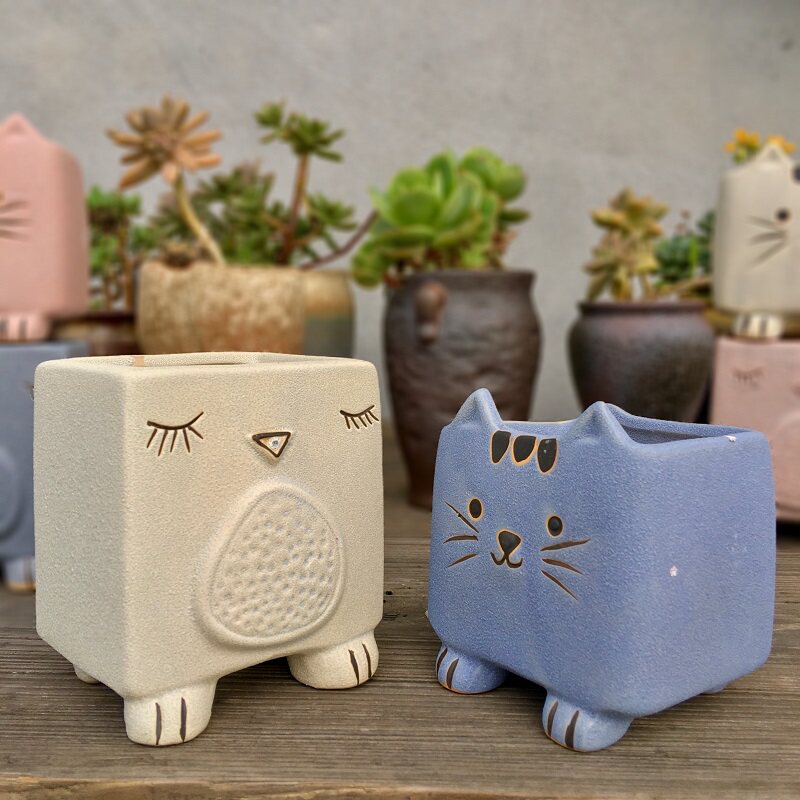 猫多肉植物 新人首单立减十元 21年7月 淘宝海外