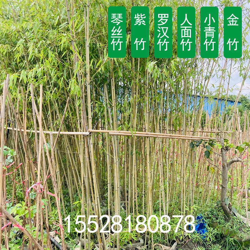 庭院观赏风景小青竹子熊猫竹紫竹人面竹慈孝竹邛竹方竹丛生盆栽_虎窝淘