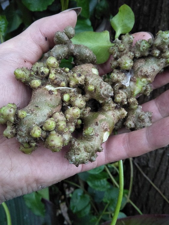 云南藤三七种子苗食用土田七根茎室内外花卉爬藤绿化植物阳台盆栽-图0