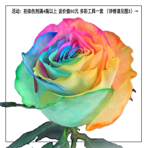 可立彩鲜花染色剂 七夕玫瑰满天星菊花郁金香通用吸色剂 花店染料 - 图0