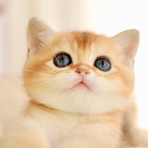 Golden Asymptolayer Young Cat Pure Breeds British Short Hairy Cat Silver Asymptolayer British Short Blue Gold Asymptotic Cat Pet Cub Cat Living Things